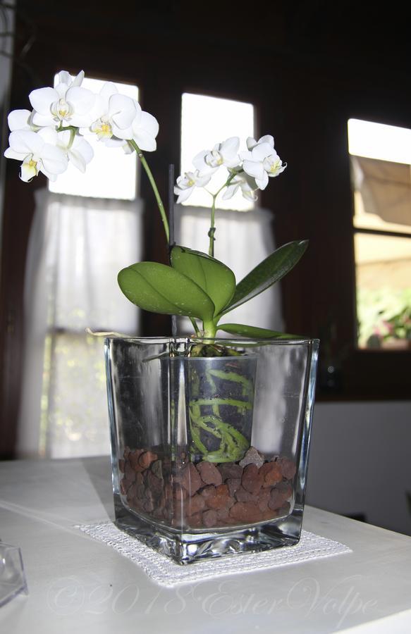 Bed & Breakfast Ca' Di Vissai Arnasco Kültér fotó